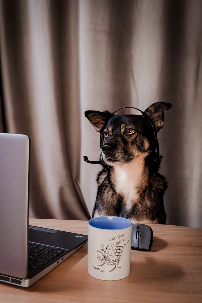 Bürohund mit Headset sitzt vor Laptop im Büro